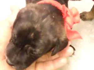 Cachorro raça Raça indefinida idade Abaixo de 2 meses nome Sem nome ainda