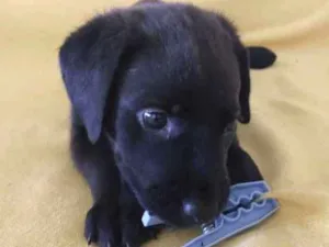 Cachorro raça Indefinida idade Abaixo de 2 meses nome Sem nome