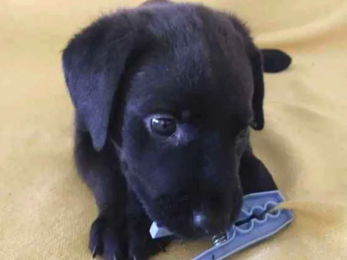 Cachorro ra a Indefinida idade Abaixo de 2 meses nome Sem nome