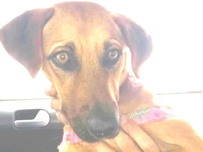 Cachorro ra a SRD idade 1 ano nome Linda
