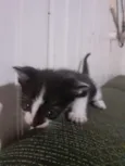 gatinhos 