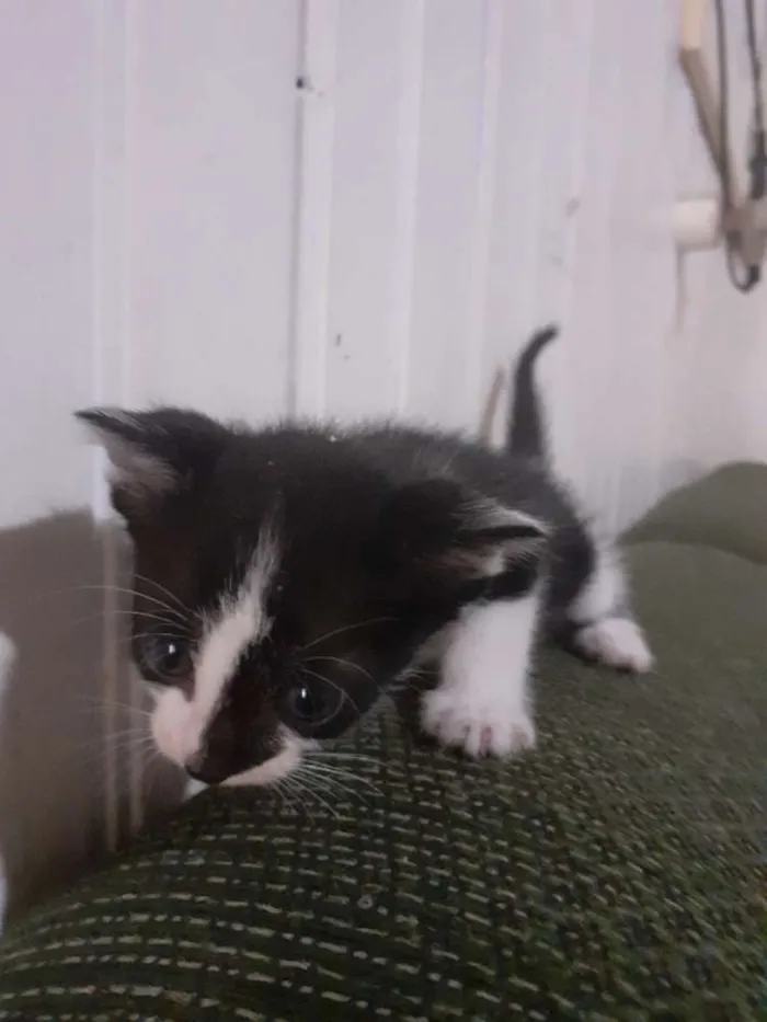 Gato ra a seames misto idade Abaixo de 2 meses nome gatinhos 