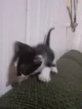 gatinhos 