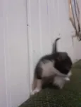 gatinhos 