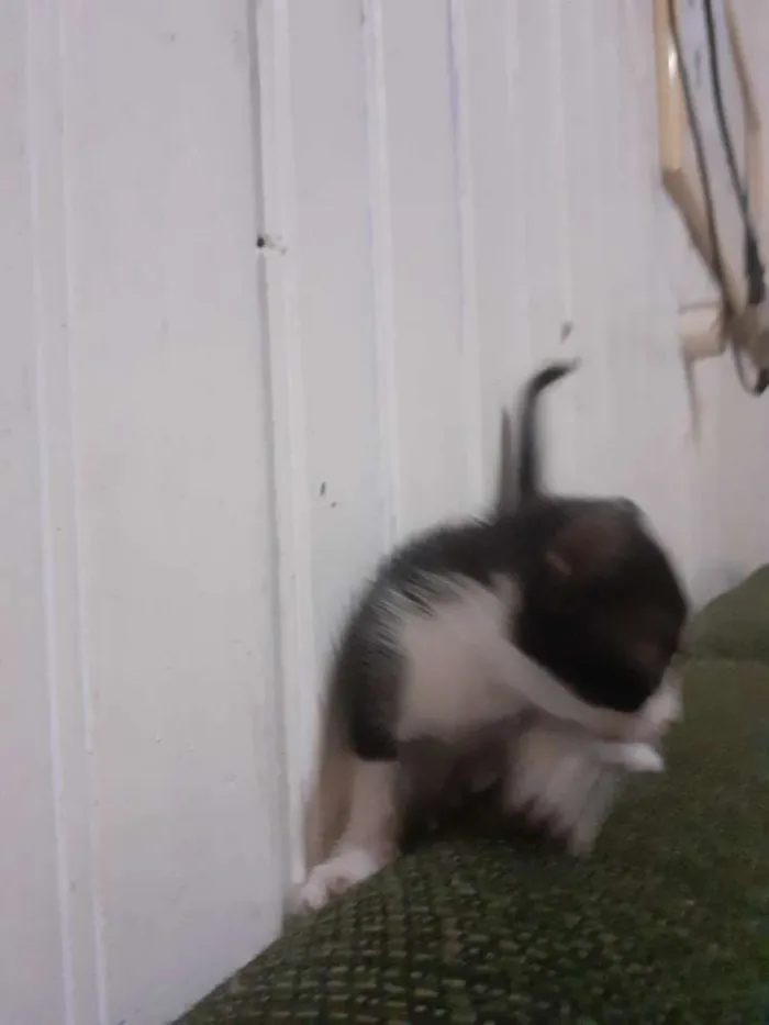 Gato ra a seames misto idade Abaixo de 2 meses nome gatinhos 