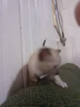 gatinhos 