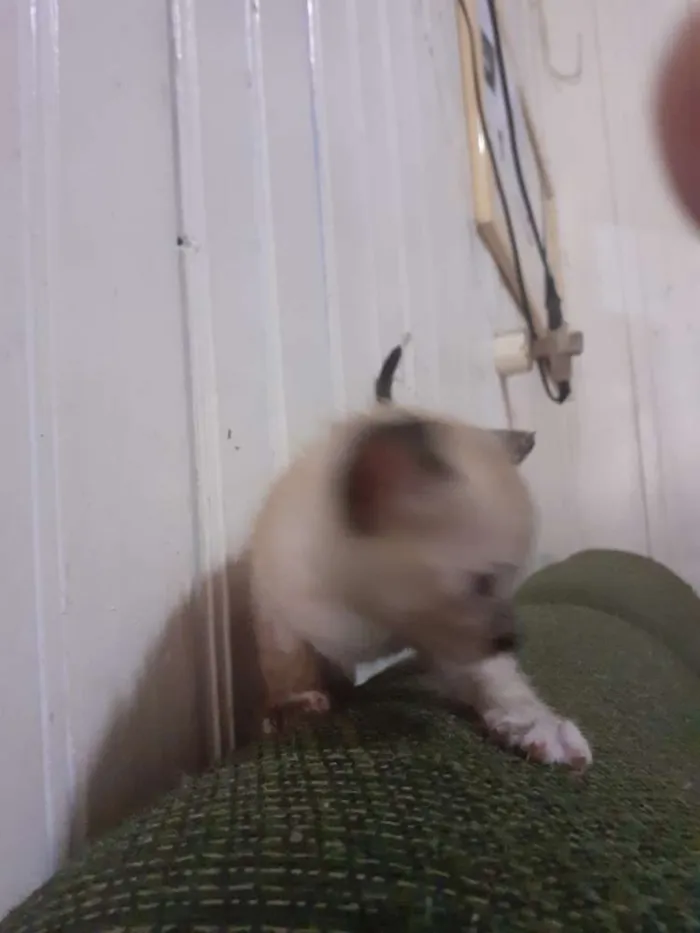 Gato ra a seames misto idade Abaixo de 2 meses nome gatinhos 
