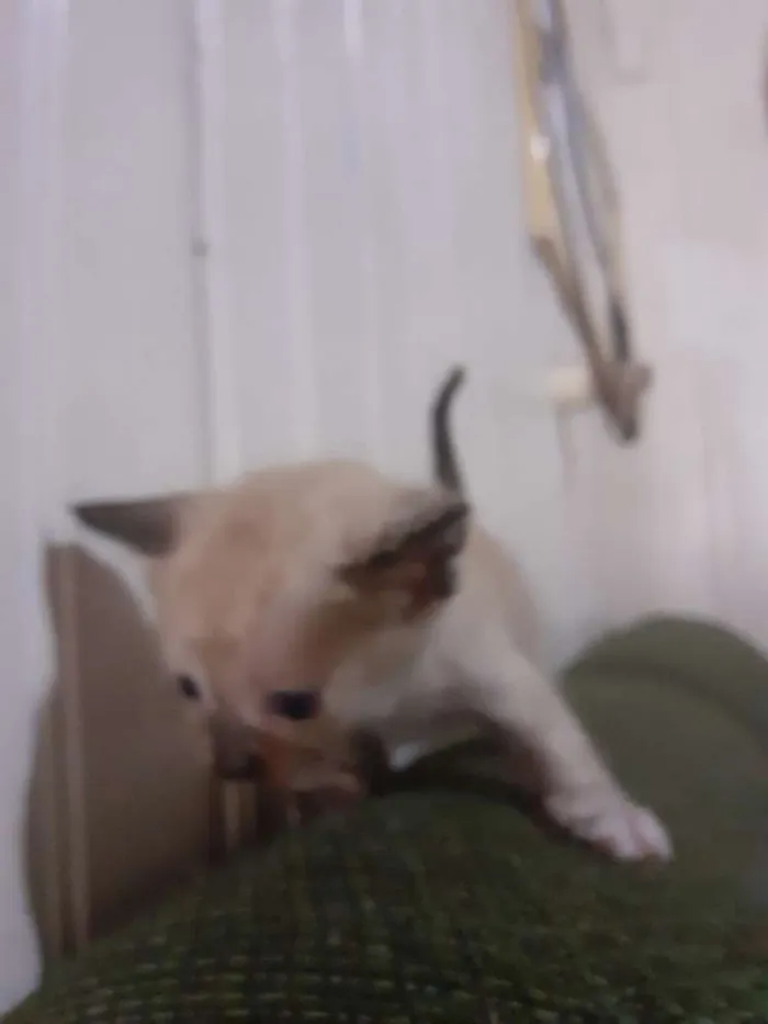 Gato ra a seames misto idade Abaixo de 2 meses nome gatinhos 
