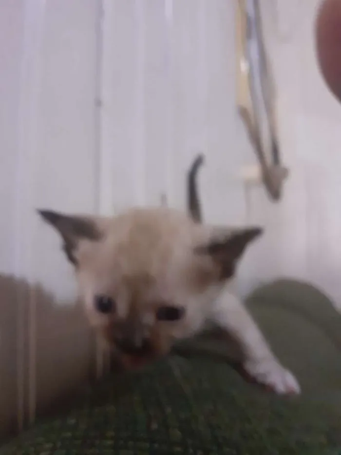 Gato ra a seames misto idade Abaixo de 2 meses nome gatinhos 
