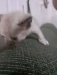 gatinhos 
