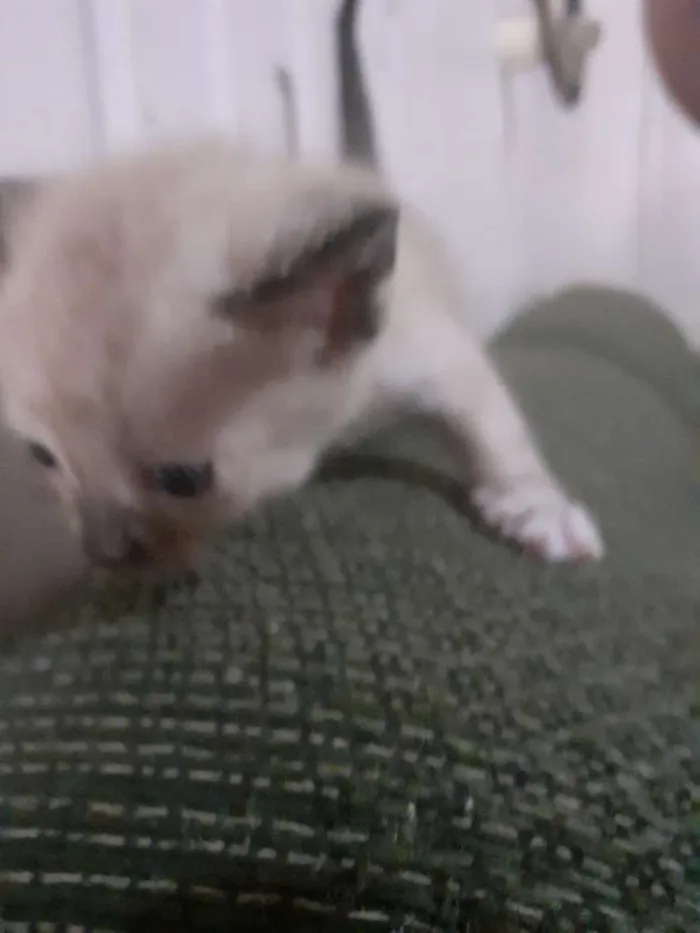 Gato ra a seames misto idade Abaixo de 2 meses nome gatinhos 