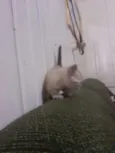 gatinhos 
