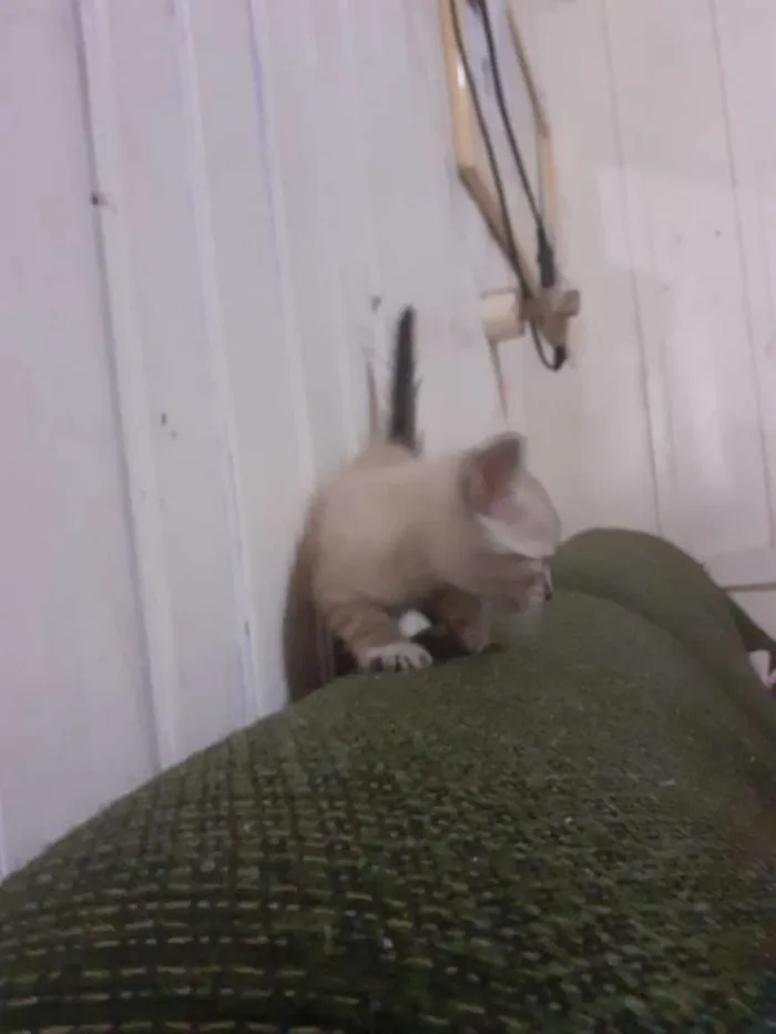 Gato ra a seames misto idade Abaixo de 2 meses nome gatinhos 