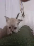 gatinhos 
