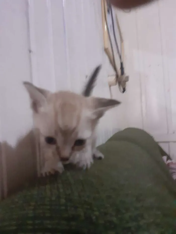 Gato ra a seames misto idade Abaixo de 2 meses nome gatinhos 