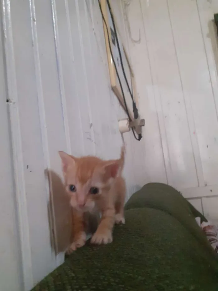 Gato ra a seames misto idade Abaixo de 2 meses nome gatinhos 
