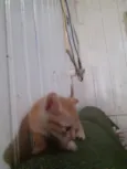 gatinhos 