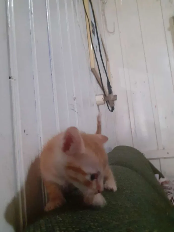 Gato ra a seames misto idade Abaixo de 2 meses nome gatinhos 