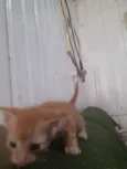 gatinhos 