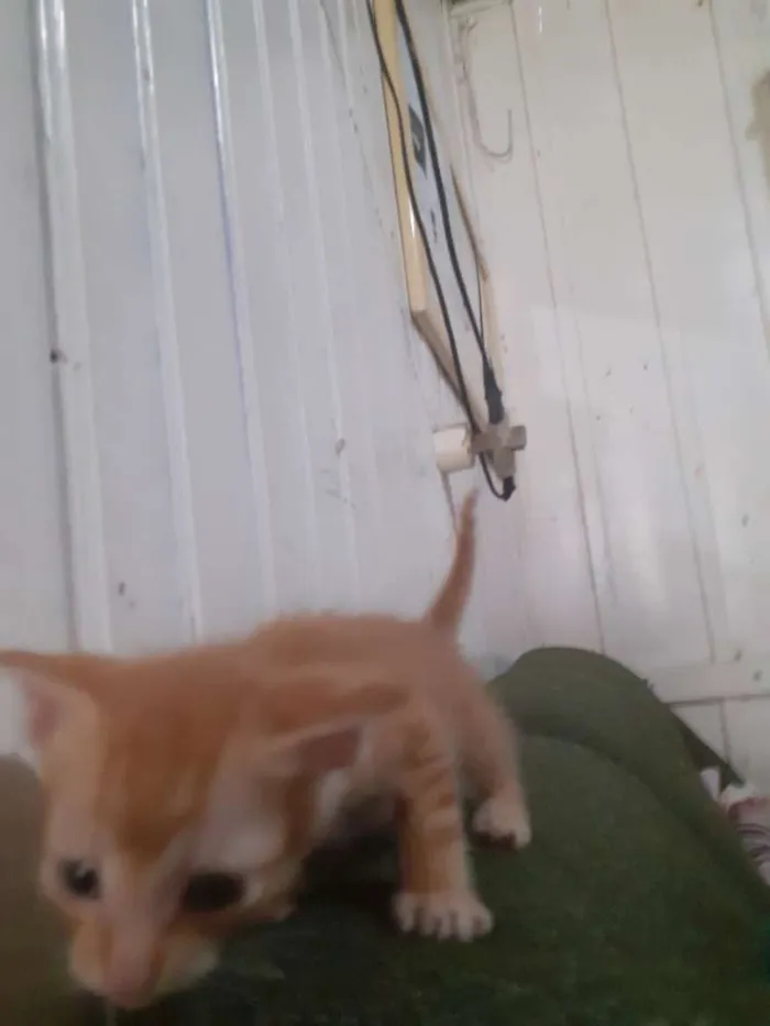 Gato ra a seames misto idade Abaixo de 2 meses nome gatinhos 