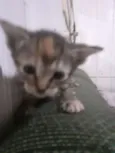 gatinhos 