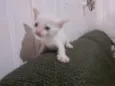 gatinhos 