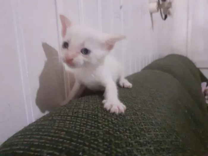 Gato ra a seames misto idade Abaixo de 2 meses nome gatinhos 