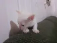 gatinhos 