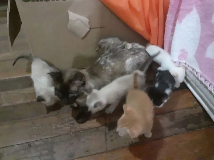 Gato ra a seames misto idade Abaixo de 2 meses nome gatinhos 