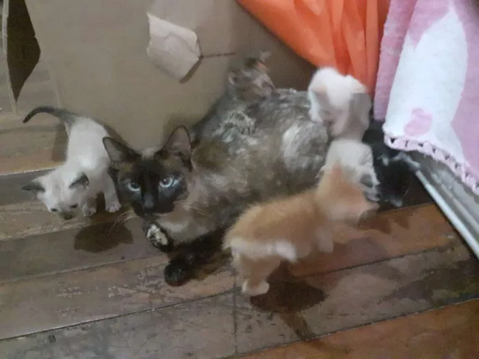 Gato ra a seames misto idade Abaixo de 2 meses nome gatinhos 