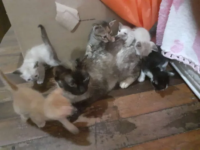 Gato ra a seames misto idade Abaixo de 2 meses nome gatinhos 
