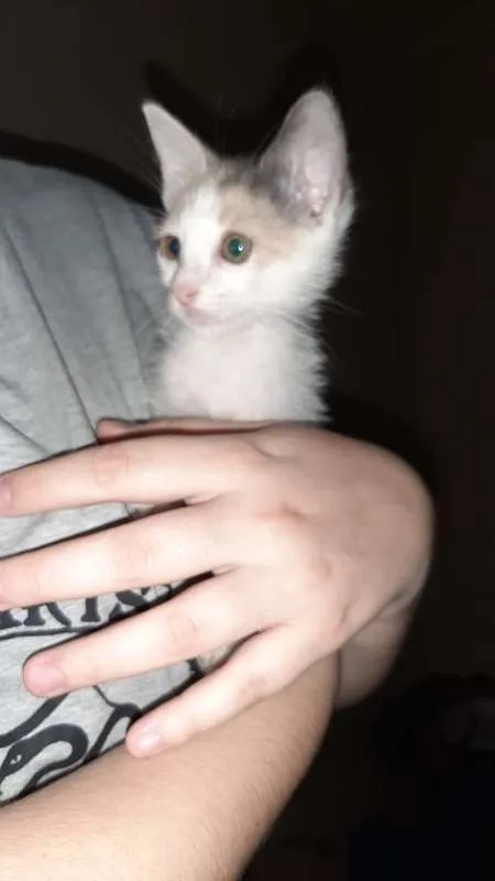 Gato ra a SRD idade Abaixo de 2 meses nome Sem Nome 