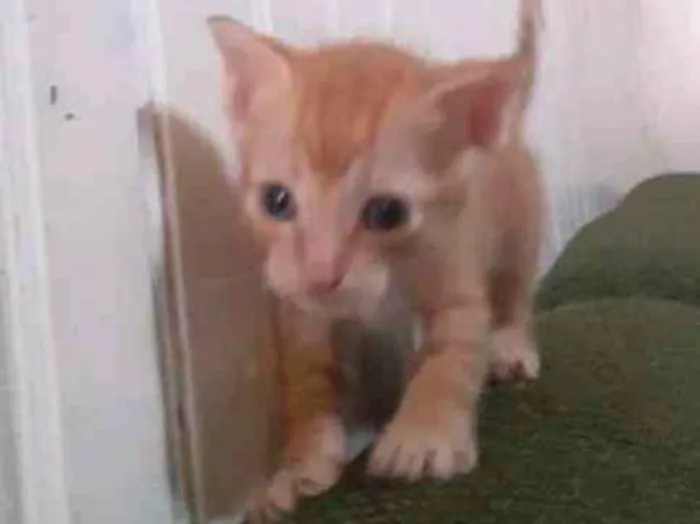 Gato ra a seames misto idade Abaixo de 2 meses nome gatinhos 
