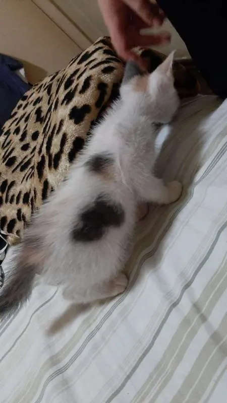 Gato ra a SRD idade Abaixo de 2 meses nome Sem Nome 