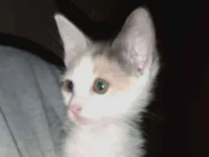 Gato raça SRD idade Abaixo de 2 meses nome Sem Nome 