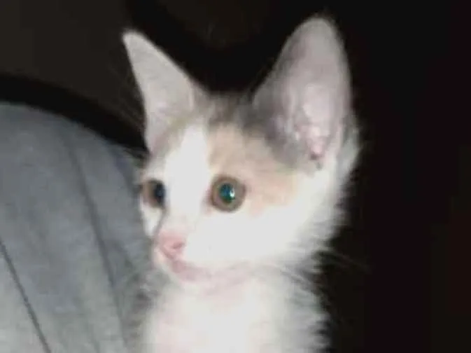Gato ra a SRD idade Abaixo de 2 meses nome Sem Nome 