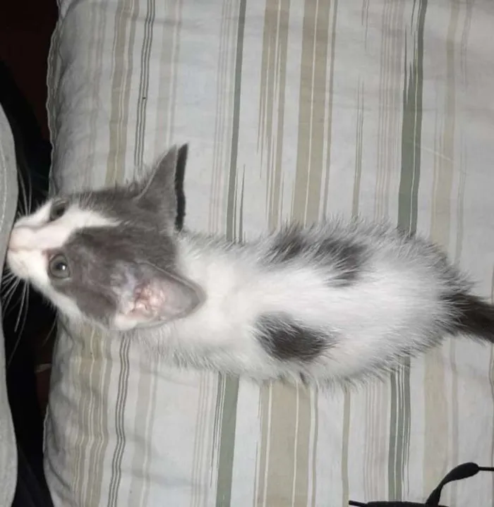 Gato ra a srd idade Abaixo de 2 meses nome Sem Nome