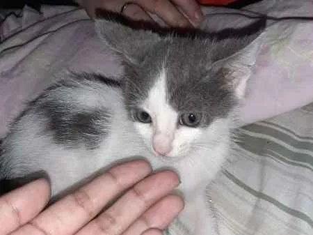 Gato ra a srd idade Abaixo de 2 meses nome Sem Nome