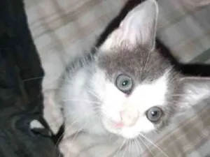 Gato raça srd idade Abaixo de 2 meses nome Sem Nome