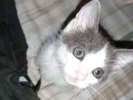 Gato ra a srd idade Abaixo de 2 meses nome Sem Nome