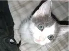 Gato raça srd idade Abaixo de 2 meses nome Sem Nome