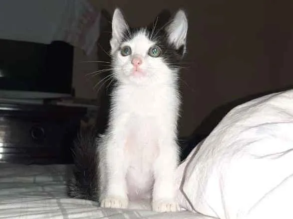 Gato ra a srd idade Abaixo de 2 meses nome Sem Nome 