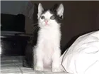 Gato raça srd idade Abaixo de 2 meses nome Sem Nome 