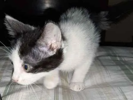 Gato ra a srd idade Abaixo de 2 meses nome Sem Nome 