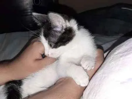 Gato ra a srd idade Abaixo de 2 meses nome Sem Nome 