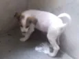 Cachorro raça Srd idade 2 a 6 meses nome Kiron
