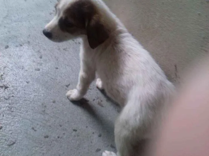 Cachorro raça Srd idade 2 a 6 meses nome Kiron