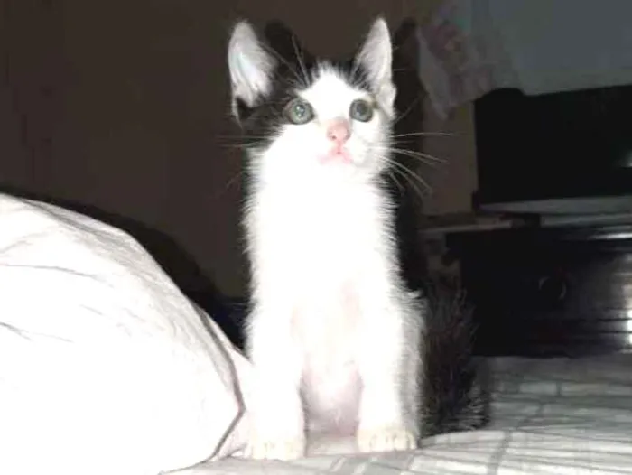 Gato ra a srd idade Abaixo de 2 meses nome Sem Nome 