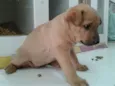 Juju