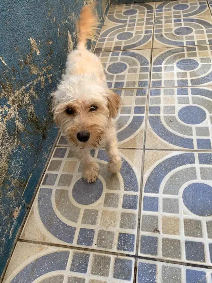 Cachorro ra a Não sei ao certo  idade 4 anos nome Luke 